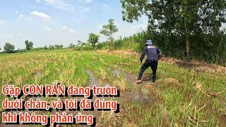 Tôi thật may mắn khi không cố gắn đạp một CON RẮN đang trườn dưới chân | TGSB #1004