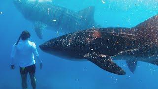 PHILIPPINES. WHALE SHARKS IN CEBU, OSLOB.