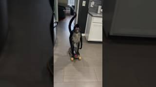 Spider monkey  #animals #animallife #cuteanimal #pets #cutepet #shorts