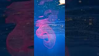 #explore #viralvideo #foryou #funny #fish #animal #ocean