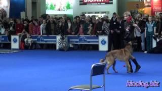 Dance with dogs! Dog show - 2011 Eurasia, Moscow.