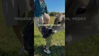 корова и ребенок  наш сын, который всегда попадает в какие-то забавные ситуации
