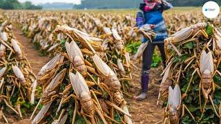 Cómo Los Chinos Crían Y Consumen Miles De Millones De Saltamontes | Agricultura