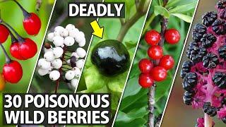 Don't Eat These Poisonous Wild Berries