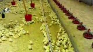 Chicken drinking from Giordano drinkers