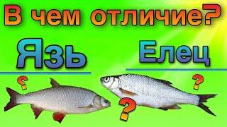 Как отличить  язя от ельца.