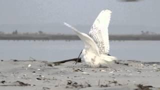 Snowy Owl vs. Peregrine Falcon