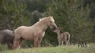 Mustang Horse Documentary - Cloud - Not Ready