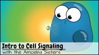 Intro to Cell Signaling