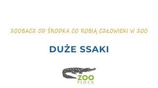 ZOObacz od środka co robią człowieki w ZOO - odc. 4 Duże ssaki