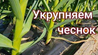 Укрупняем чеснок