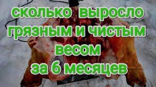 Сколько выросло за 6 месяцев || Вес живой и выход мяса в чистоте поросенка 6 месяцев