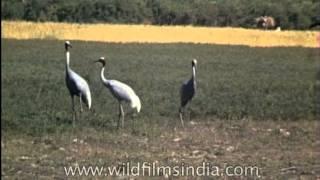 Sarus Cranes from 80 years ago - ancient birds!