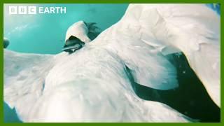 Seabirds Learn from Marine Species to Hunt | Animals With Cameras | BBC Earth