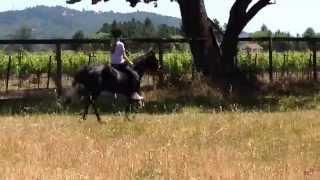 Bareback Challenge: A gaited horse vs. a non-gaited horse