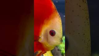 discus fish tank