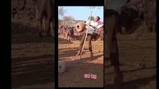 #phalvan50 kg #pahalvan #stendra #pahlvan