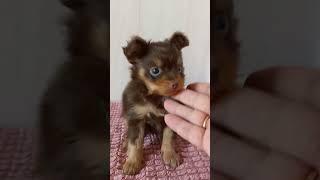 ЛАСКОВЫЙ #petit #puppy #cute #собака#