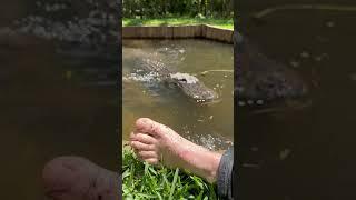 Alligator Toe Attack #gatorland #alligator #feet