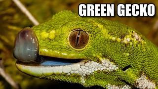 Green Gecko Facts: a BARKING Gecko  Animal Fact Files