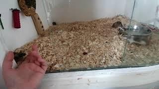 How to care for wild mouse and pet