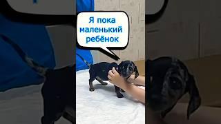 Я пока маленький ребёнок, ничего не понимаю #юмор #животные #приколы #прикол #озвучкаживотных