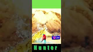 Wildlife Hunter #pets #video #perrot #tiger #crocodile #viral