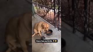 Coco Might Go Back To The Pound 