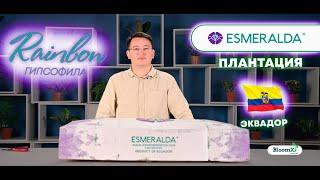 ГИПСОФИЛА RAINBOW l ПЛАНТАЦИЯ ESMERALDA l ЭКВАДОР l ЦВЕТЫ ОПТОМ