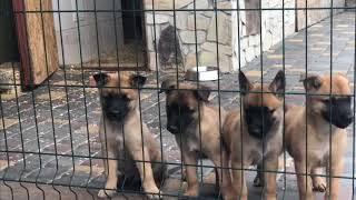 Belgian malinois puppies. Gratsiano kennel.
