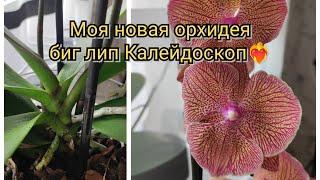 Моя новинка - биг лип Калейдоскоп#обзор#orchid#original#flowers#цветы