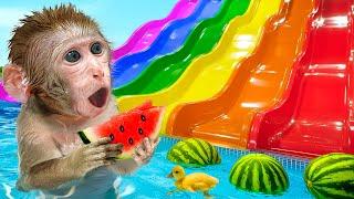 KiKi Monkey & Puppy celebrate Watermelon Swimming Pool vs Colorful Waterslide | KUDO ANIMAL KIKI