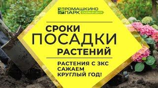 Сажать растения в открытый грунт можно круглый год, если у них закрытая корневая система