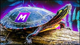 MEGA Turtle БЕЗ FR в Адопт Ми 2021!  ТОП ТРЕЙДЫ в Adopt Me Роблокс адопт ми трейд