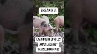 Court Upholds Appeal Against the Killing of Pigs from the Italian Animal Sanctuary  #shorts
