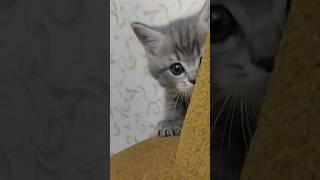British baby  #cat #catlover #animals #kitten #british #britishshorthair