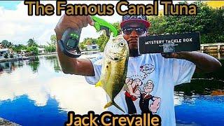 Jack Crevalle Fishing #fishing #youtube #florida