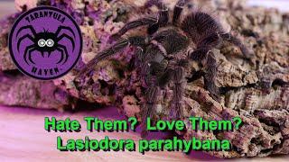 Hate Them?  Love Them?  The Lasiodora Parahybana