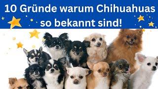 10 Gründe, warum Chihuahuas so bekannt sind 