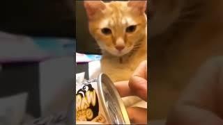 Открыли еду перед спящим котом #Tik Tok #Shorts #Тик Ток #ПриколКоты #Catstiktok