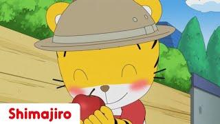 How to be Nice | Friendship | 24 Minute Compilation | Kids video for Kids | Shimajiro