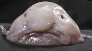 Facts: The Blobfish