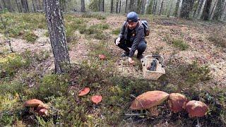 MUSHROOM FORAGING CLOSE-UPS! PULLING! CLEANING! PENNY BUN! KING BOLETE! FUNGHI PORCINI! ASMR.