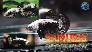 Betta Fish Samurai