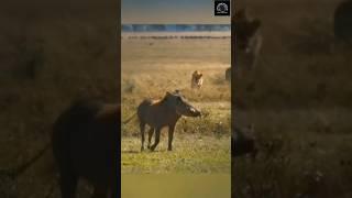 Lions Relentlessly Dig for Dinner, But Warthogs Won’t Go Down Easy