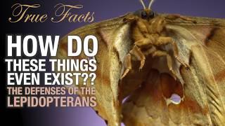 True Facts: The Crazy Defenses of Butterflies and Moths