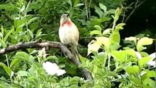 song of birds  (CARDUELIS-CANNABINA)