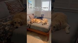 Do you think we need a bigger bed? ️ #funny #meme #shorts #viral #dog