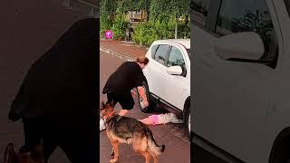 Heroic Dog Saves Little Girl Under Car #shorts