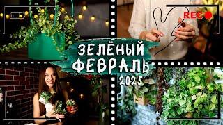 Мой [ЗЕЛЁНЫЙ ФЕВРАЛЬ] 2025⏭️Влог, фитостена, обзор магазина, новинки растений, пересадки, DIY